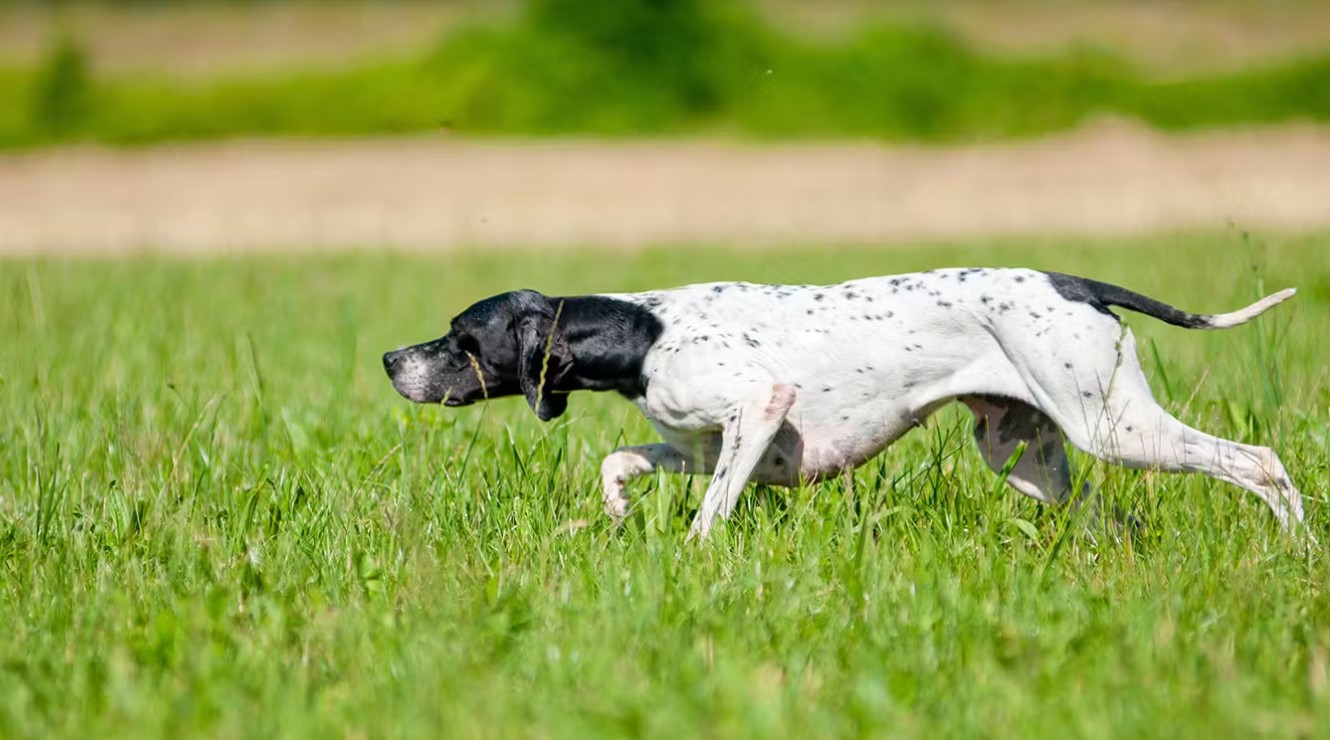 How to Choose the Right Bird Hunting Dog for Your Needs?