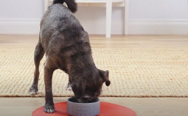 Top 10 High-Performance Dog Foods for Hunting Dogs in 2025