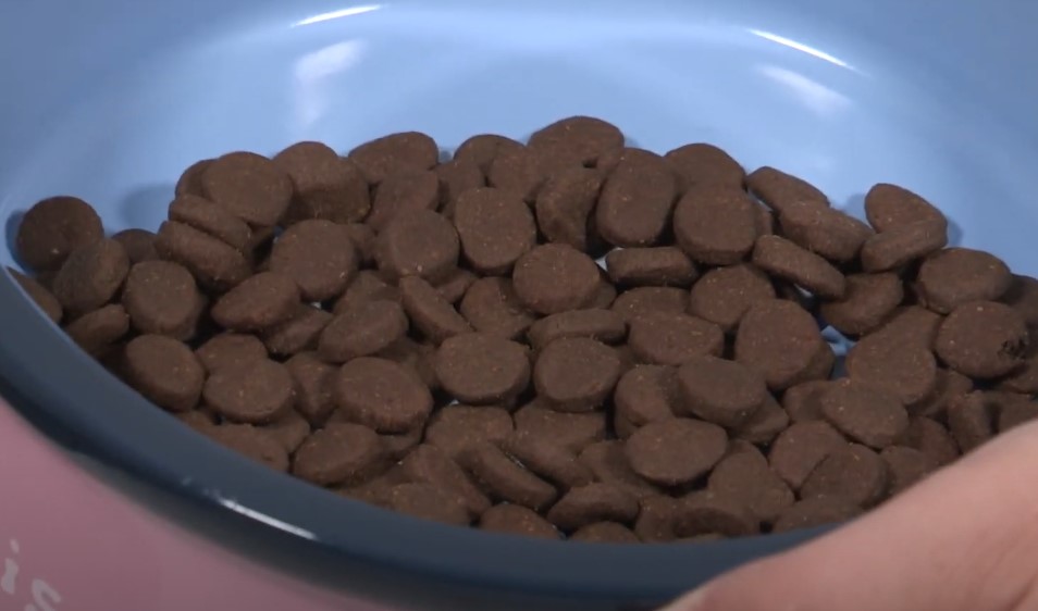 Close-up view of numerous Orijen dog biscuits