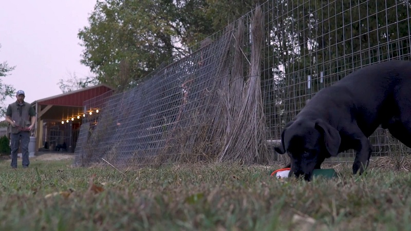 Labrador retriever practicing a basic retrieve drill in a fenced yard with a trainer in the background