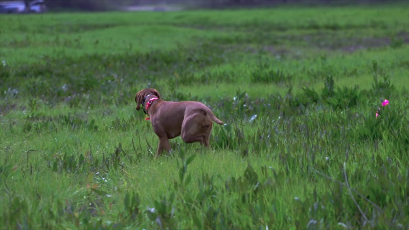 Hunting dog wearing a red collar searching through tall grass in a field, simulating a real hunting scenario
