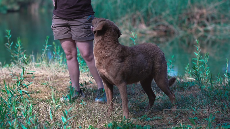 Chesapeake Bay Retriever standing alert beside its trainer, ready to retrieve game