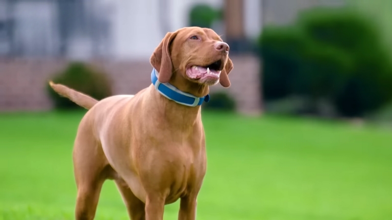 A dog wearing a GPS collar stands alert on a grassy field, focused and ready to move