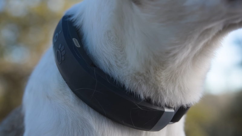 A close-up of a dog wearing a GPS tracker collar around its neck