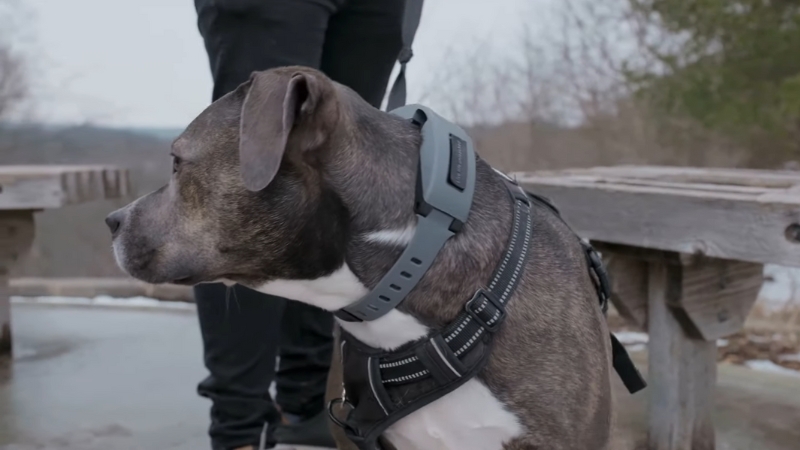 A dog wearing a GPS tracking collar and harness stands alert outdoors beside its handler