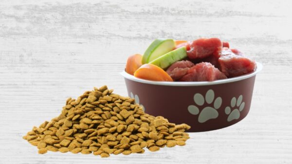 Raw vs. Kibble – What’s Best for Active Hunting Breeds?
