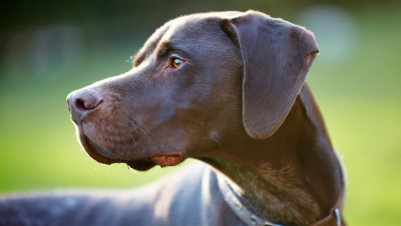 A German Shorthaired Pointer stands alert outdoors