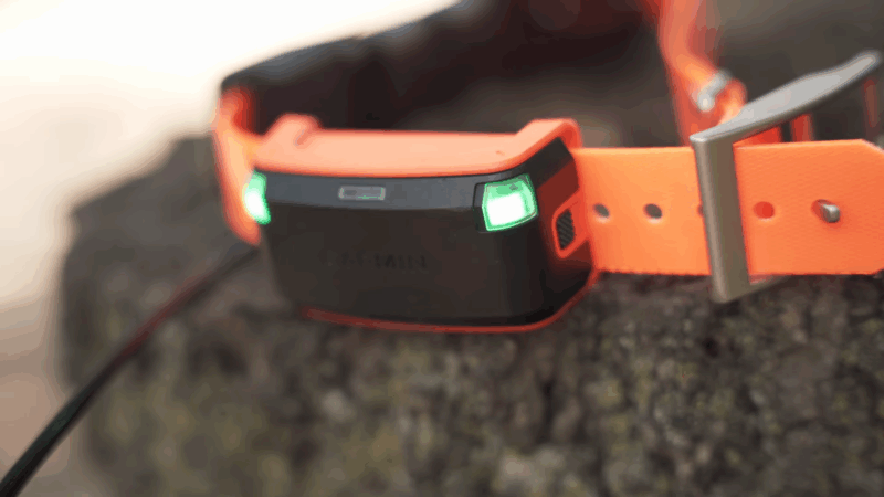A close-up of a Garmin GPS dog collar with green indicator lights, showing modern tracking tech used by hunters