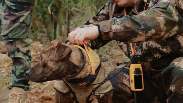 Top 3 GPS Apps for Monitoring Hunting Dogs in Real-Time