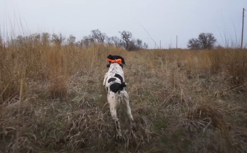 A dog in motion, the wild landscape as backdrop