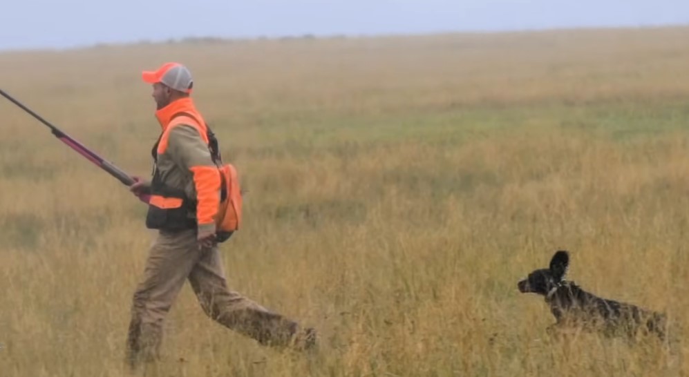Hunter and dog navigate the golden expanse, a symphony of movement in the vast field