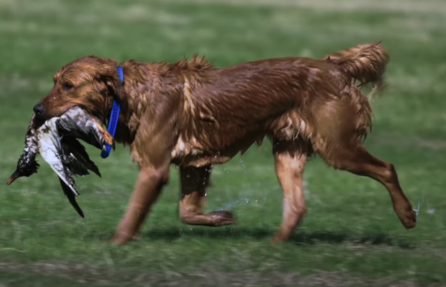 A golden retriever, wet and glistening, sprints across the field, a prized catch clutched firmly in its jaws